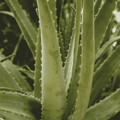 Aloe Vera