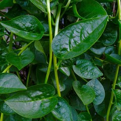 Heartleaf
