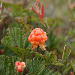 Cloudberries