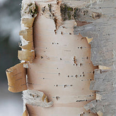 Birch Sap