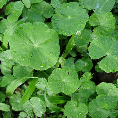 Centella